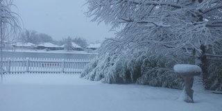 冬天的早晨，松树和竹林被白雪覆盖