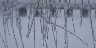 白雪覆盖的柳树枝在微风中摇曳，小雪飘落在背景中