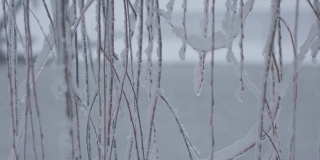 一棵柳树的枝条上挂满了冰柱和雪