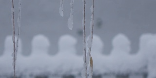 几根柳枝被雪覆盖着，在微风中摇曳，小雪飘落在背景中