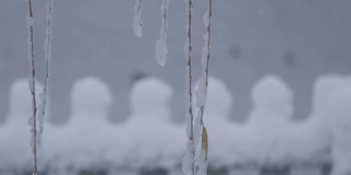 白雪覆盖的柳枝在微风中摇曳，小雪飘落在背景中