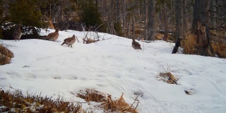 两雄数雌的西部capercaillie lekking在冬季
