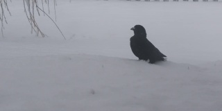 黑乌鸦走在雪地里然后飞走了