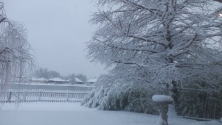 雪花轻轻地飘落在有一棵松树的有栅栏的院子里，鸟池也同样被雪覆盖着视频素材模板下载