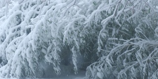 雪花落在竹子上，被冰雪的重量压弯了腰