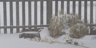 雪重重地落在木栅栏旁的树丛上