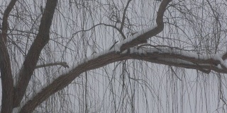 裁剪的镜头，一棵柳树与雪轻轻飘落和覆盖的树枝