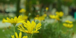 在大自然的公园里种植黄雏菊
