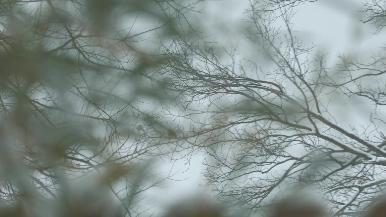 一个雪天的树枝的软背景