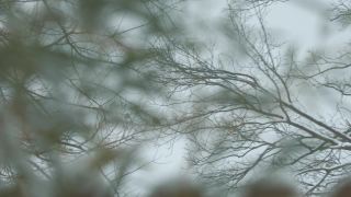 一个雪天的树枝的软背景视频素材模板下载