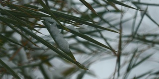 竹叶被雪覆盖的特写