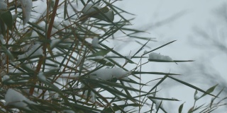中宽镜头的竹叶开始弯曲的重量落下的雪