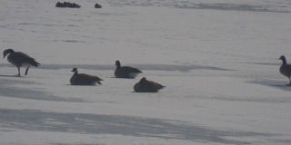 冬天，大雁在结冰的湖面上行走和躺卧