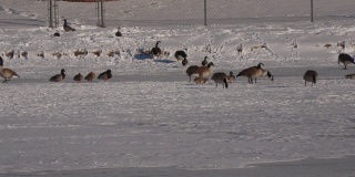 一群鹅站在结冰的湖边啄食