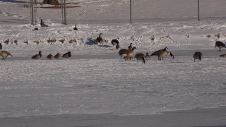 一群鹅站在结冰的湖边啄食视频素材模板下载