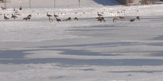 一个冰冻的湖的广角镜头，鹅在湖边行走和站立