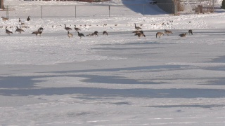 一个冰冻的湖的广角镜头，鹅在湖边行走和站立视频素材模板下载