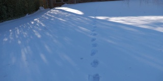 后院被厚厚的积雪覆盖，留下一排脚印