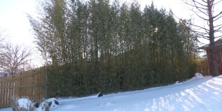竹林挺拔地靠在木栅栏上，地上有一层厚厚的雪