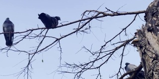 动物鸟鸽子在干树上