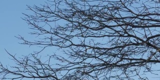 特写镜头:冬天，光秃秃的树枝在风中摇曳