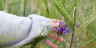 小婴儿的手指触摸着田野里的花