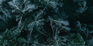 在黑暗的冬季森林上空飞行，树木被冰覆盖，阴森恐怖的景象