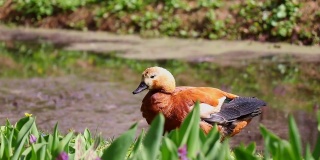 在阳光明媚的日子里，红鸭在池塘边清洗自己的羽毛，拍打着翅膀