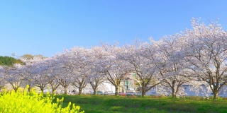 成排的樱花树和黄色的油菜花盛开，是日本的传统景观