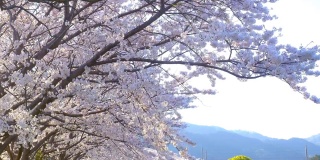 成排的樱花树盛开，在春天的夕阳下，日本传统的风景