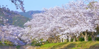 成排的樱花树盛开，在春天的夕阳下，日本传统的风景