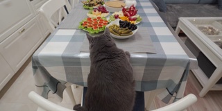 节日晚餐在厨房里，灰猫在餐桌上寻找食物，嗅着美味佳肴的香味。家庭庆祝晚餐。