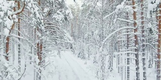 冬天，无人机在森林里被雪覆盖的松树树干间缓慢地飞行，霜天无人