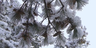 结有球果的针叶松树的树枝，覆盖着雪。美丽的冬天的风景。