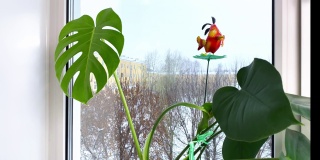 冬天，窗台上的室内花朵，窗外的雪花。家庭园艺