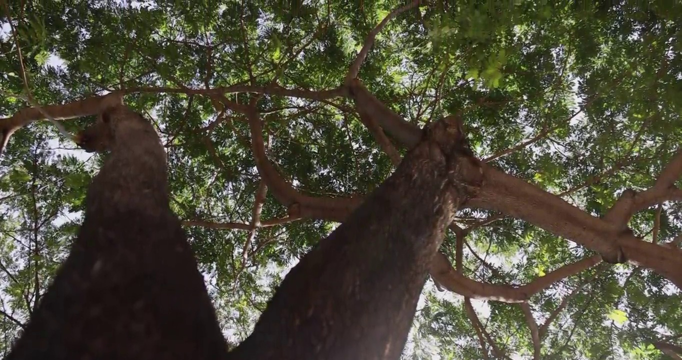 从低角度拍摄大树的4K视频慢镜头。