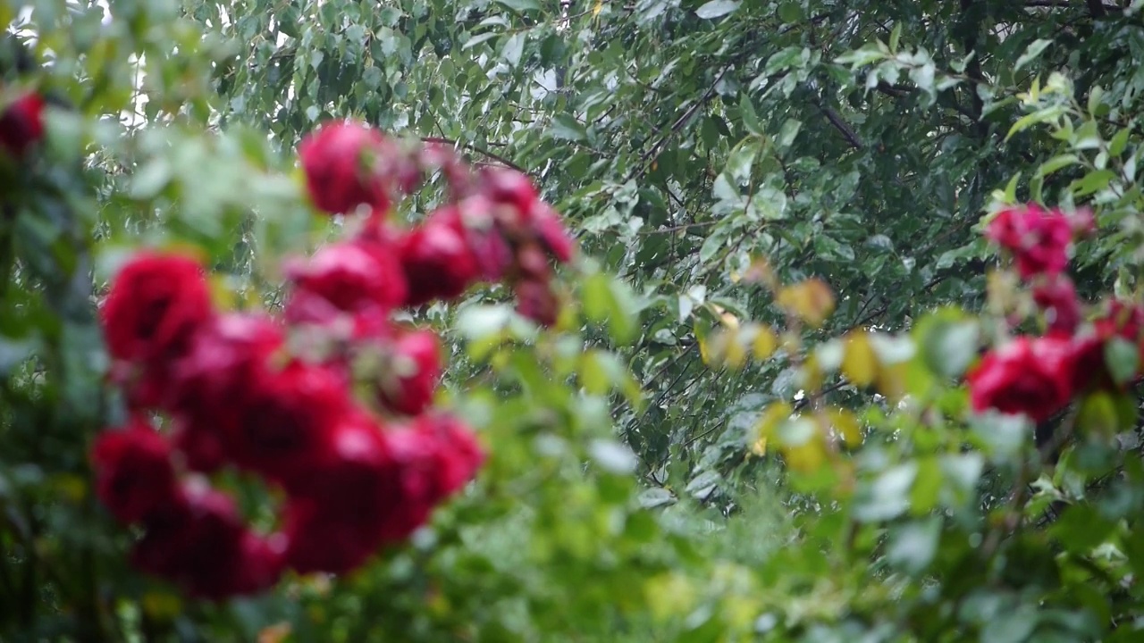 雨声。夏日花园大雨滂沱。粉红色的玫瑰正在盛开，它们被雨滴淋湿了。雨水使玫瑰和叶子变得清新