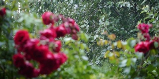雨声。夏日花园大雨滂沱。粉红色的玫瑰正在盛开，它们被雨滴淋湿了。雨水使玫瑰和叶子变得清新