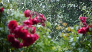 雨声。夏日花园大雨滂沱。粉红色的玫瑰正在盛开，它们被雨滴淋湿了。雨水使玫瑰和叶子变得清新视频素材模板下载