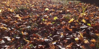 秋天公园里的林间空地上覆盖着背光的落叶