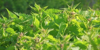 阳光照在新鲜的荨麻上——荨麻(Urtica dioica)，相机滑过许多绿叶