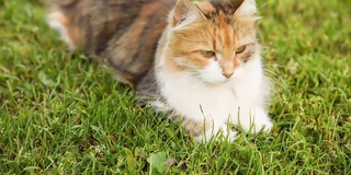 傲慢的短毛家庭滑稽虎斑猫溜过新鲜的绿色草地背景。夏天，小猫在花园后院散步。宠物保健和动物理念