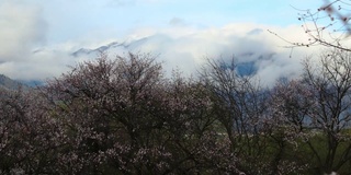 西藏林芝地区，桃花盛开。