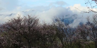 西藏林芝地区，桃花盛开。