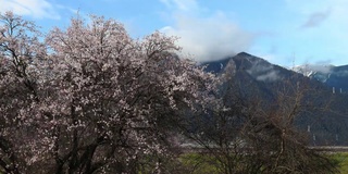 西藏林芝地区，桃花盛开。