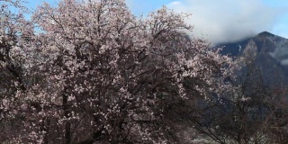西藏林芝地区，桃花盛开。