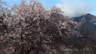 西藏林芝地区，桃花盛开。视频素材模板下载