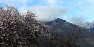 西藏林芝地区，桃花盛开。