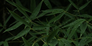 中距离特写，稳定的竹叶和雨滴镜头
