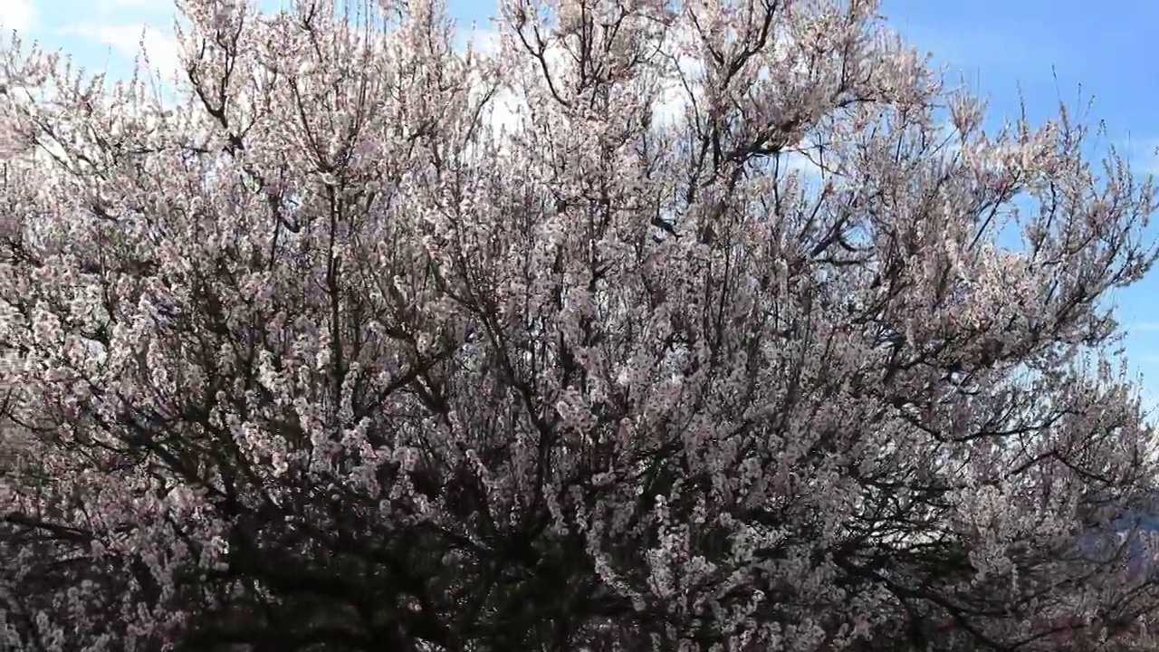 西藏林芝地区，桃花盛开。